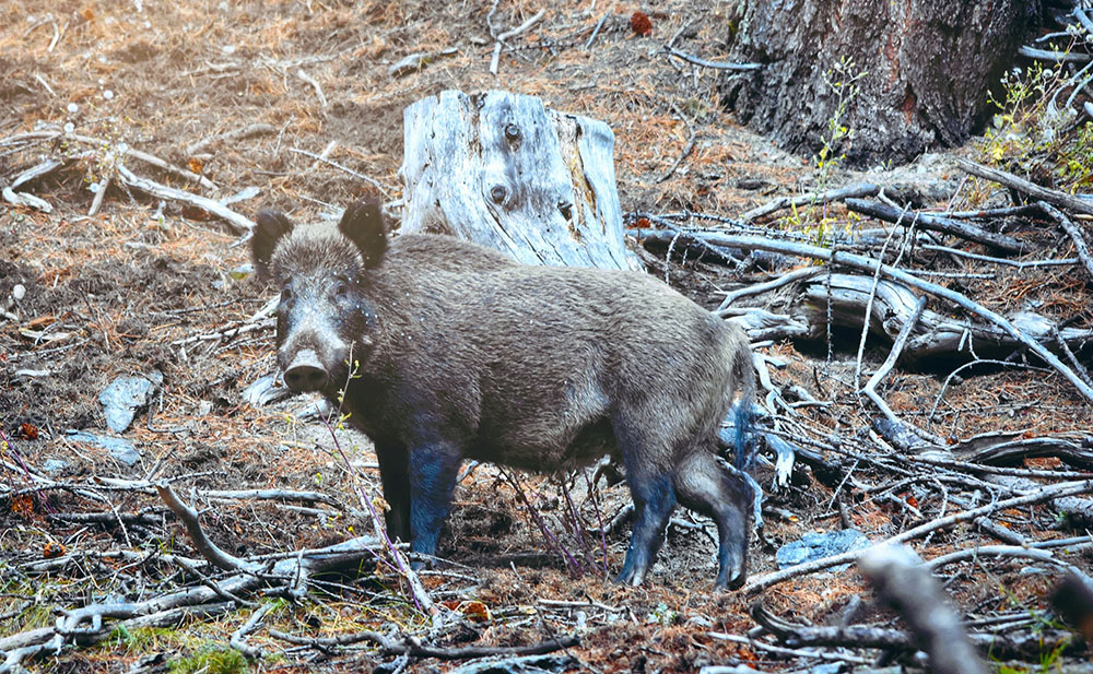 Cinghiale in alta valle - Federico Milesi